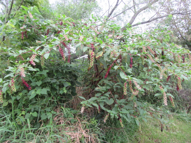 tobacco and shamanism in south america Smoke on the Rocks: Pathways of Transformation in the Argentinian Northwest  and Southern Andes
