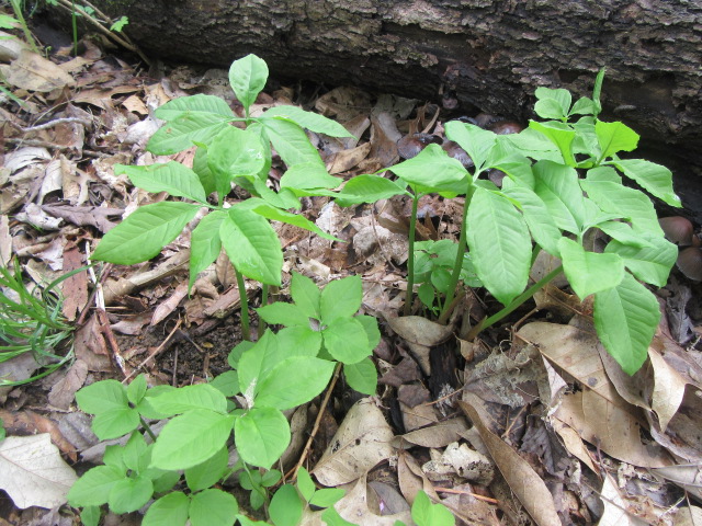 Arisaema dracontium (Green Dragon, Dragon Root)  The Belmont Rooster