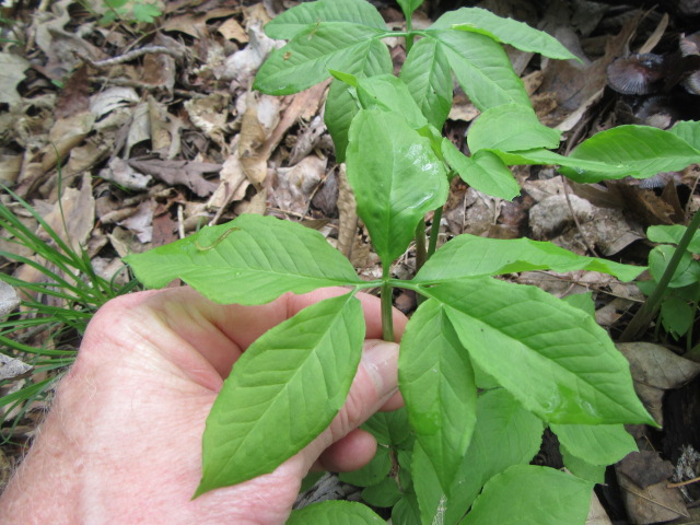 Arisaema dracontium (Green Dragon, Dragon Root) « The Belmont Rooster