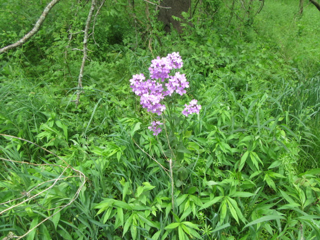 Hesperis matronalis (Dame's Rocket)  The Belmont Rooster