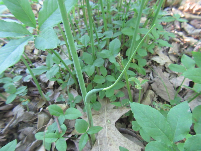 Arisaema dracontium (Green Dragon, Dragon Root) « The Belmont Rooster