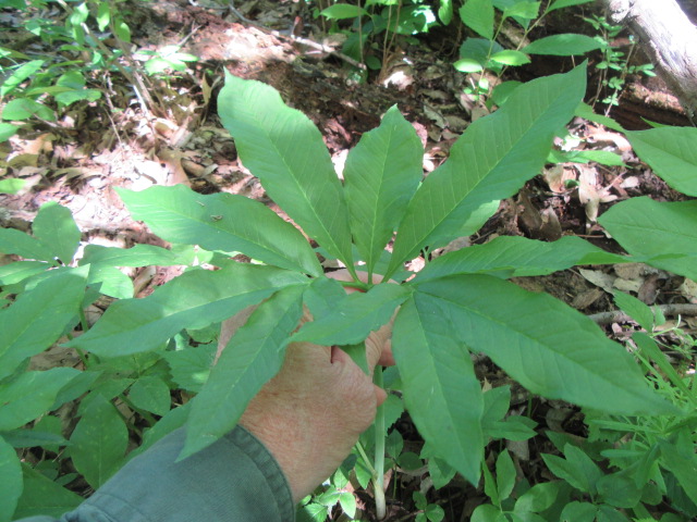 Arisaema dracontium (Green Dragon, Dragon Root) « The Belmont Rooster