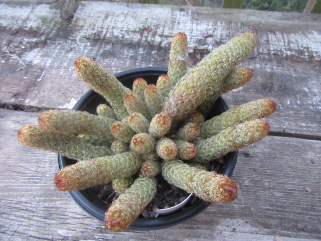 Mammillaria elongata (Ladyfinger Cactus, Golden Stars)  The Belmont Rooster