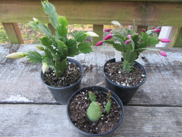 NEW Schlumbergera-Holiday Cactus  The Belmont Rooster