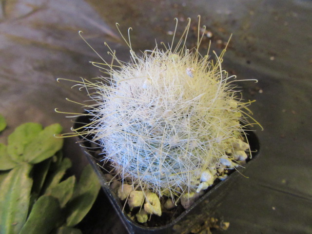 Mammillaria senilis  The Belmont Rooster