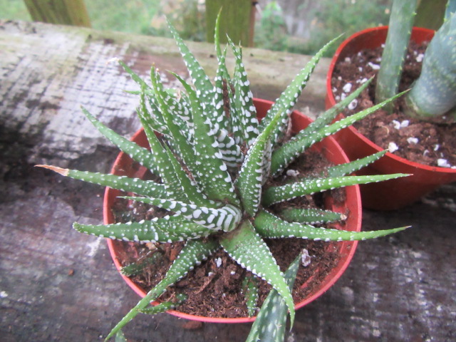 Haworthiopsis attenuata 'Super White' (Zebra Plant)  The Belmont Rooster