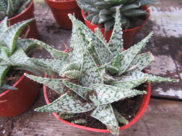 does aloe moisturize skin Vital Care Aloe Vera Moisturizing Skin Gel main image 1