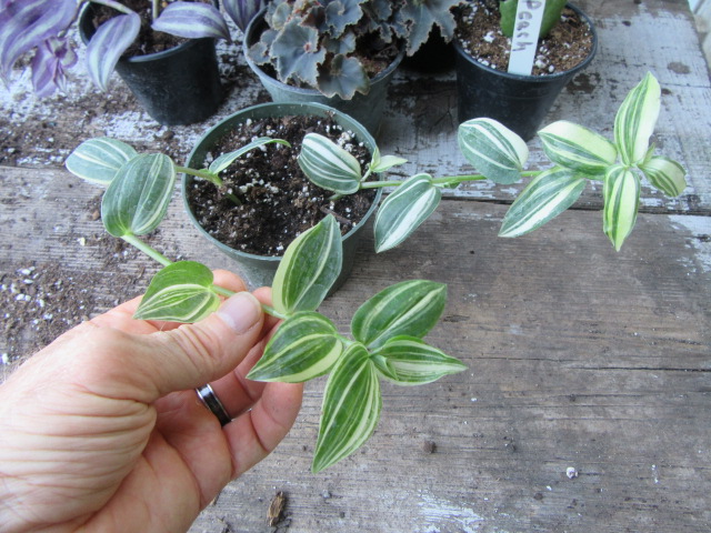 Tradescantia fluminensis 'Variegata' (Small-Leaved Spiderwort, ETC.)  The  Belmont Rooster