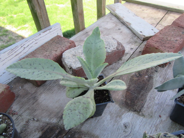 Kalanchoe gastonis-bonnieri (Donkey Ears)  The Belmont Rooster