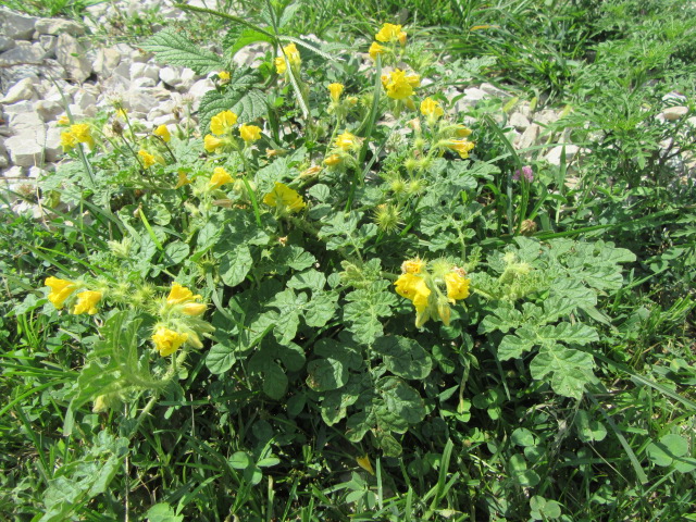 Solanum rostratum (Buffalo Bur)  The Belmont Rooster
