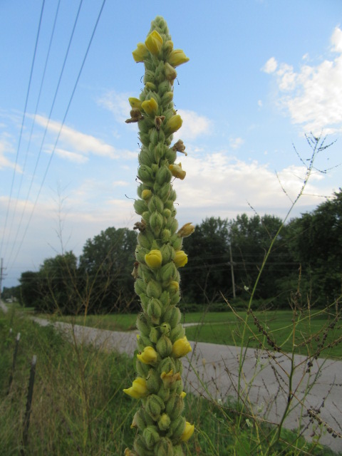 Scrophulariaceae Family:  The Belmont Rooster