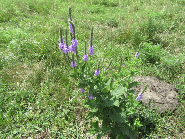 Verbena stricta (Hoary Vervain, Hoary Verbena)  The Belmont Rooster