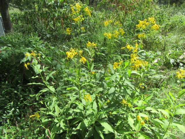 Yellow Wingstem Verbesina alternifolia (Wingstem, Yellow Ironweed) « The Belmont Rooster
