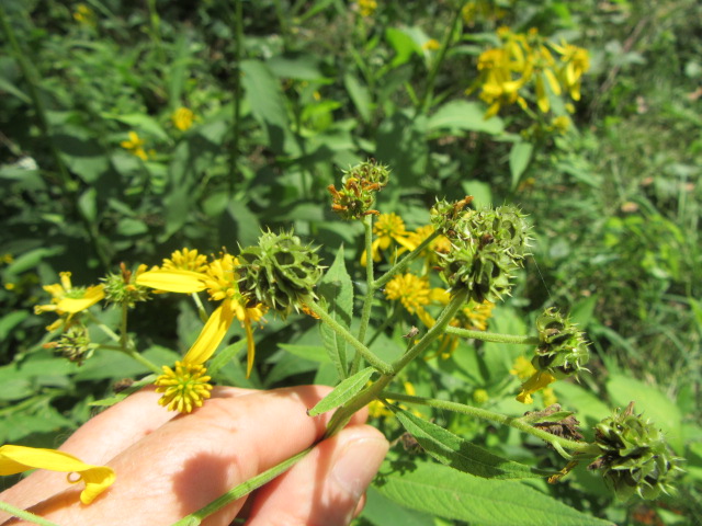 Yellow Wingstem Verbesina alternifolia (Wingstem, Yellow Ironweed) « The Belmont Rooster