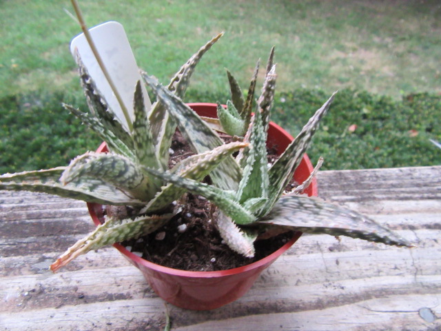 Aloe x 'Doran Black' « The Belmont Rooster