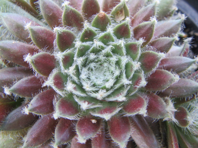 588-7-sempervivum-chick-charms