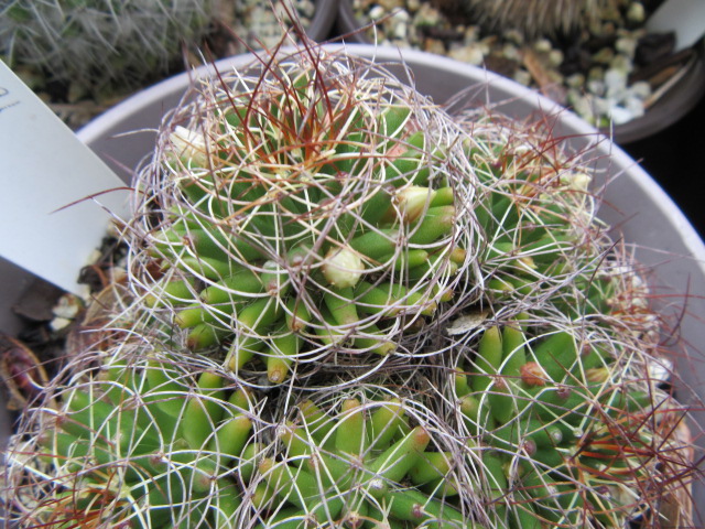 Mammillaria decipiens (syn. subsp. camptotricha) (Bird's Nest