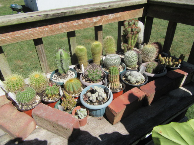 Cactaceae Family:  The Belmont Rooster