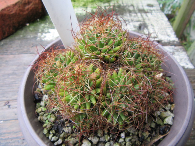 Mammillaria decipiens (syn. subsp. camptotricha) (Bird's Nest