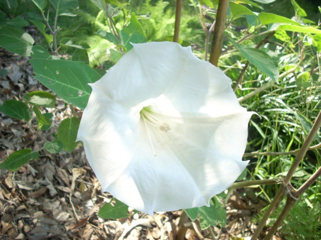 Datura innoxia (Moon Flower, Thorn Apple, etc.)  The Belmont Rooster