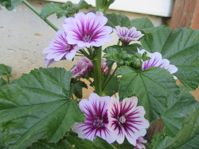 Malva sylvestris ('Zebrina' ?)(Common Mallow, ETC.) « The Belmont