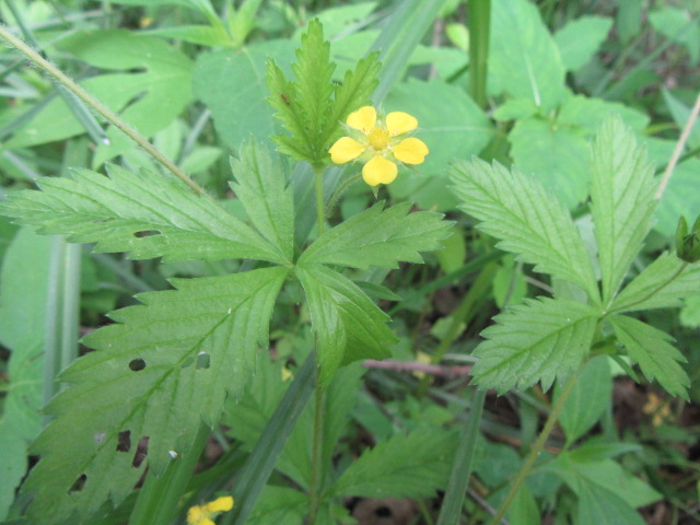 Potentilla simplex (Common Cinquefoil)  The Belmont Rooster