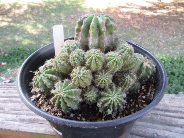 Opuntia vulgaris variegata rainbowの出品です 【公式通販】 Opuntia vulgaris variegata rainbowの出品です 【公式通販】