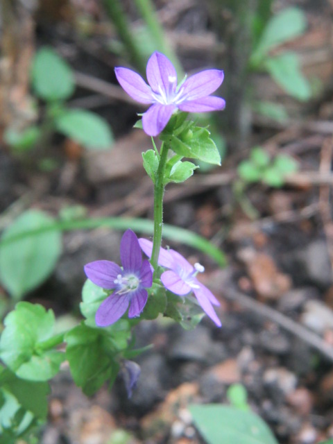 Triodanis perfoliata (Clasping Venus's Looking Glass) « The
