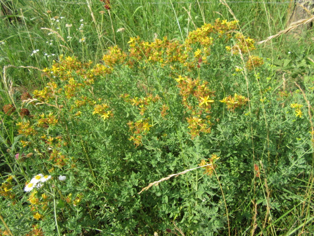 Hypericum Family Hypericaceae Family: « The Belmont Rooster