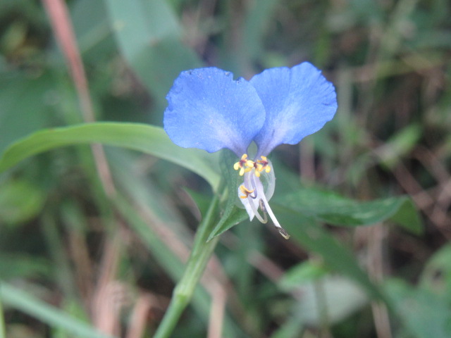 Commelina communis var. ludens (Asiatic Dayflower) – The Belmont
