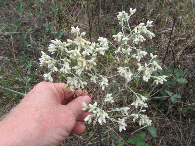 What A Find: Pseudognaphalium obtusifolia (Sweet Everlasting) « The Belmont  Rooster