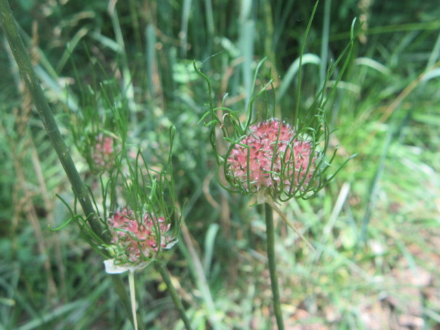 plant based long chicken HOSHAY Plantbased Crispy Fried Chicken (6pcs) 300g (Frozen)