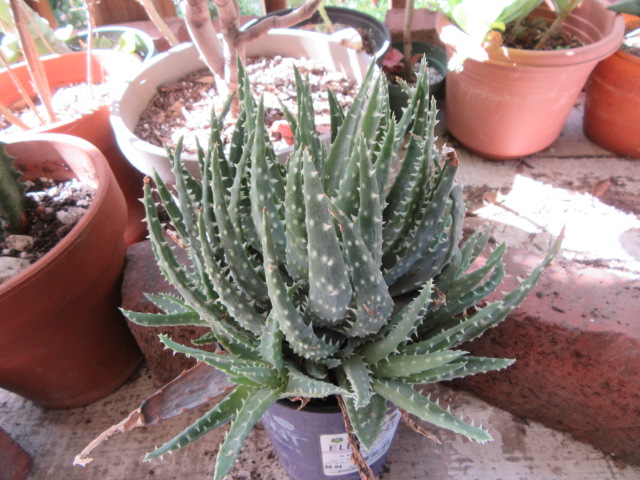 aloe vera first aid spray Aloe Vera Hydrating Spray