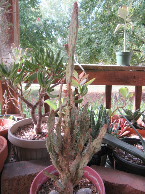 Opuntiavulgaris variegata 'rainbow' オプンチア サボテン 多肉植物