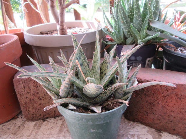 Aloe x 'Pink Blush'  The Belmont Rooster