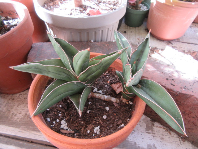 dracaena draco l Bellfarm® Canary Islands Dragon Tree Seeds (Dracaena draco) – MUCIAKIE main image 0
