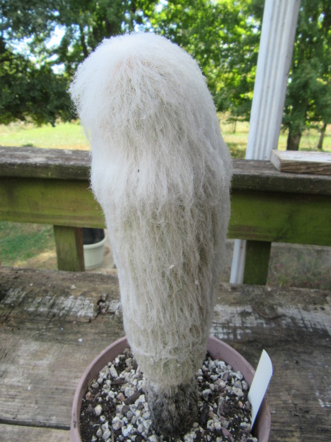 Espostoa melanostele subsp. nana (Peruvian Old Lady)  The Belmont Rooster