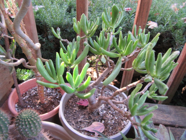 Crassula ovata 'Ladyfingers' and 'Gollum'  The Belmont Rooster