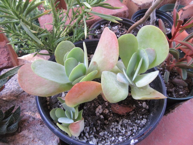 Kalanchoe luciae (Paddle Plant, Flapjacks, etc, etc.)  The Belmont Rooster