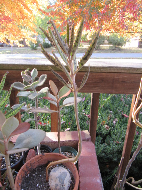 Kalanchoe daigremontiana (Alligator Plant)  The Belmont Rooster