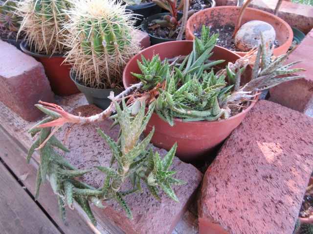 Aloe juvenna (Tiger Tooth Aloe)  The Belmont Rooster