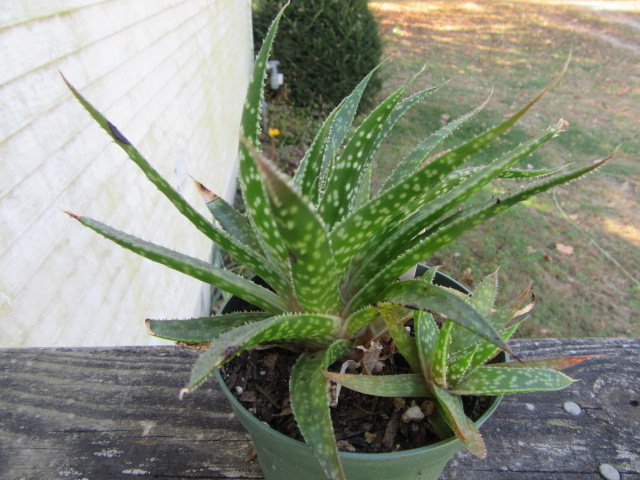 aloe vera 100 gel FRAGFRE All-Natural Aloe Vera Gel 8 oz main image 1