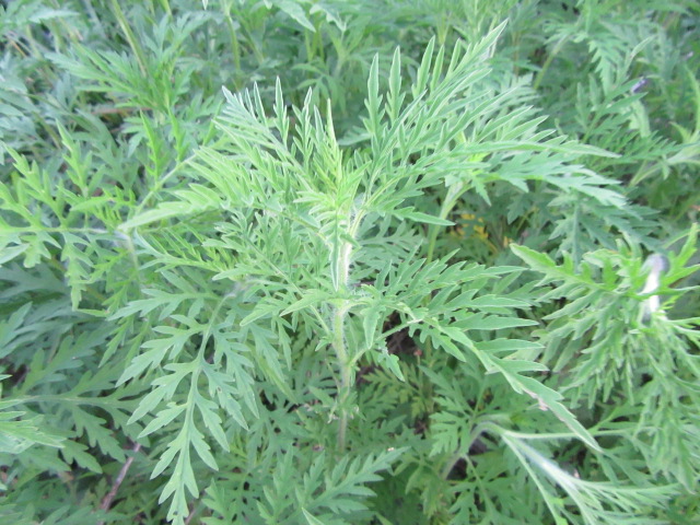 english yew hedge plants English Yew | Taxus Baccata